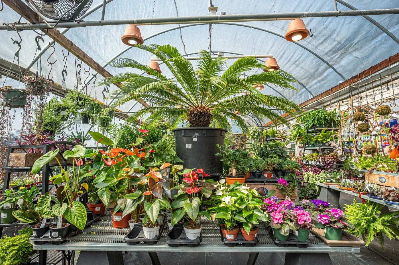 Plants at Zenith Holland Nursery