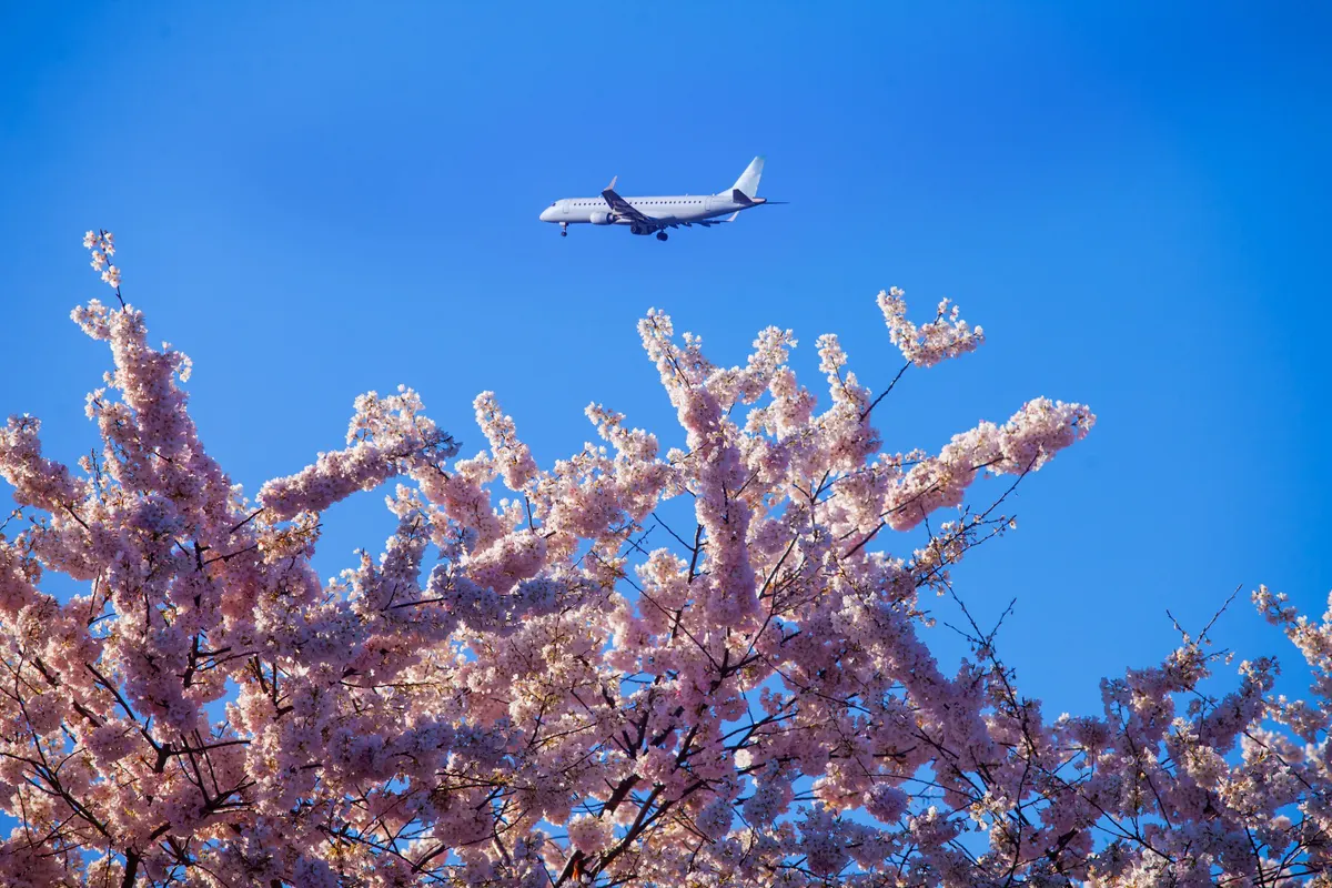 A plane flying over blossoming trees